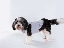 Sublimation Dog Top Tank T-Shirt  XS(Gray)